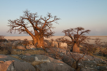 landscape photography of two brown bare trees thumbnail