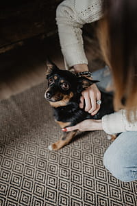 Petting the little cute dog thumbnail