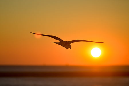 selective focus photography of ring-billed gull thumbnail