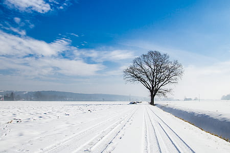 bare tree near road thumbnail