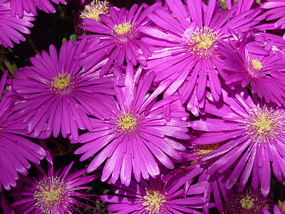 purple daisy flower lot thumbnail
