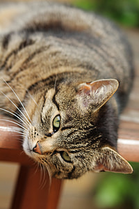 close-up photography of grey tabby cat lying on brown wooden surface thumbnail