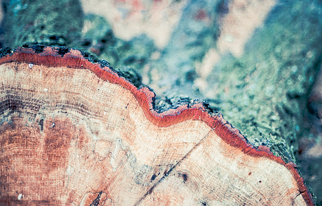 brown log during daytime close-up photo thumbnail