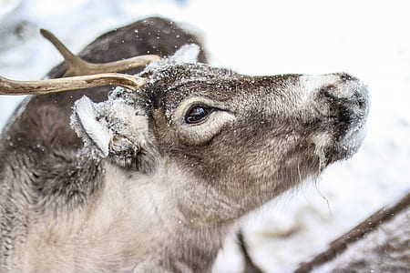 Shallow Focus Photography of Brown Deer thumbnail