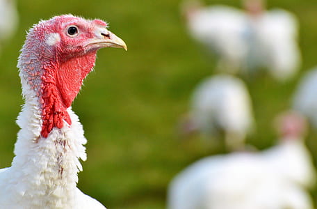selective focus photography of white turkey at daytime thumbnail