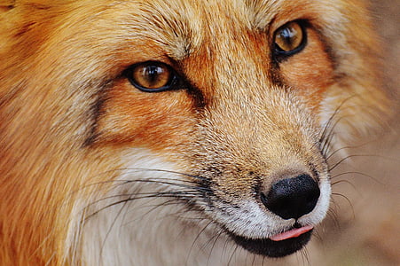 portrait photo of orange fox thumbnail