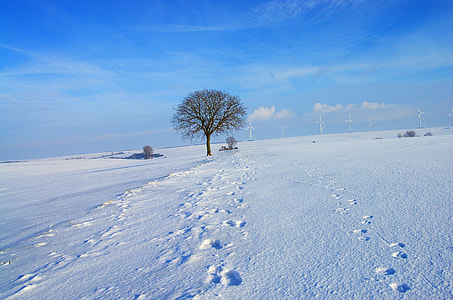leafless tree on snow coated floor thumbnail