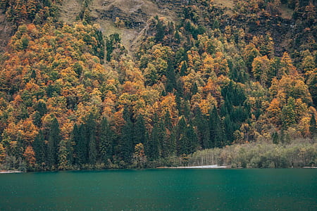 stand of trees near body of water thumbnail
