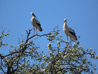 two birds on tree thumbnail