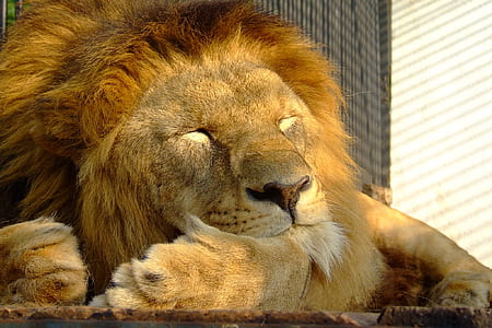 sleeping brown lion thumbnail