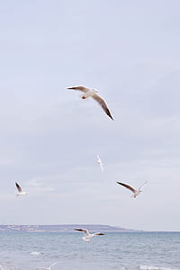 selective focus photo of flock of seagulls flying above large body of water thumbnail