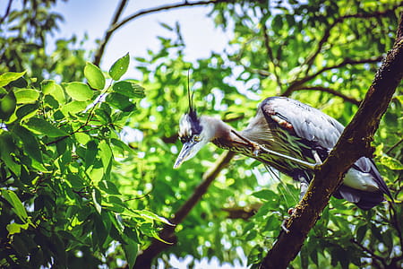Bird Perching On Tree thumbnail