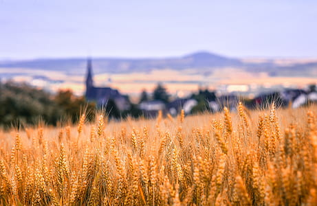 brown grain field thumbnail