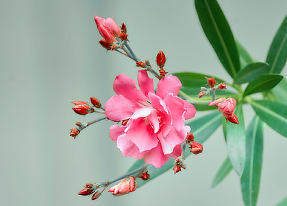 pink flower thumbnail