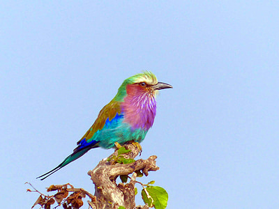 multicolored bird on tree branch thumbnail