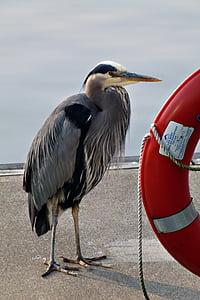 gray and white bird standing beside of red tool thumbnail