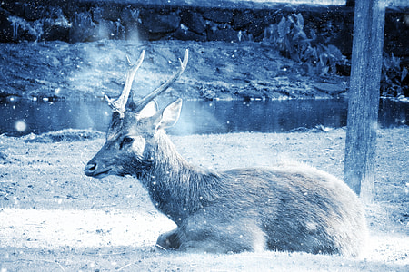 reindeer on field beside a river thumbnail