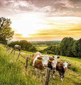 herd of cow on grassfield during daytime thumbnail