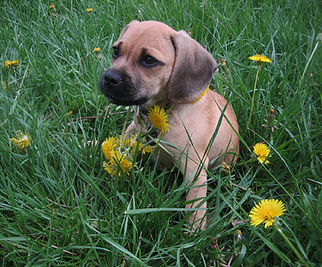 short-coated brown and black puppie sitting on green grass thumbnail