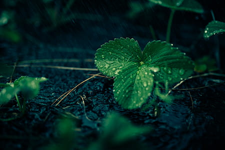 macro photography of green leaf filled with droplets thumbnail