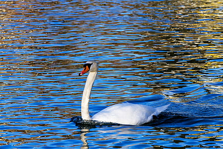 white duck on body of water thumbnail