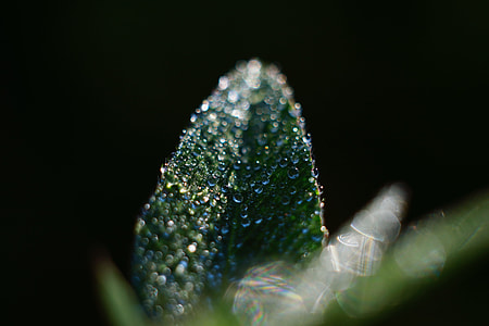 close up photography of green leaf with water dew thumbnail