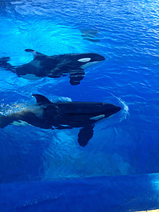 two killer whales swimming on body of water thumbnail