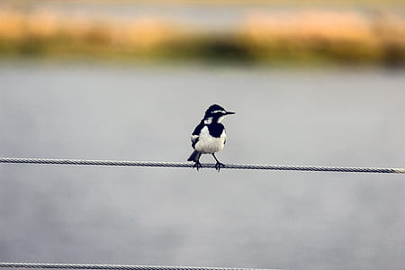 black and white bird perching on grey wire thumbnail