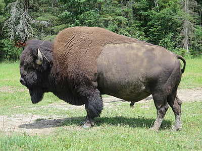 black bison thumbnail