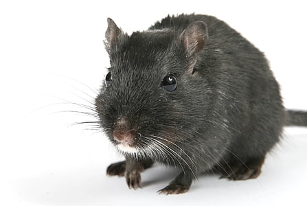 gray rat thumbnail