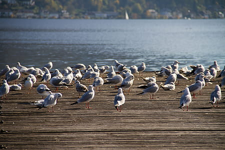 flock of gray birds near body of water thumbnail