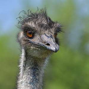 focus photo of ostrich thumbnail