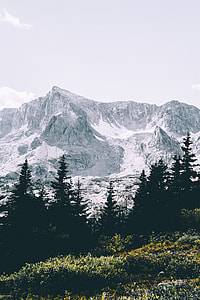 mountain range with tall trees thumbnail