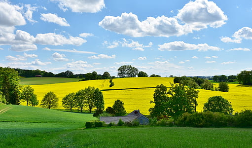 landscape photo of green grass field thumbnail