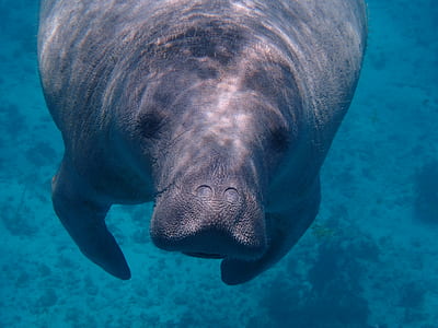 underwater photography of manatee thumbnail