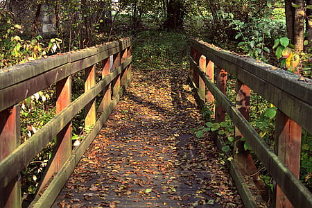 forest bridge thumbnail