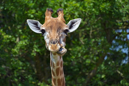 brown giraffe at daytime thumbnail
