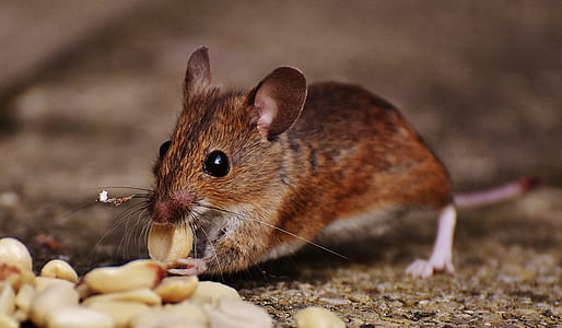 rodent eating nuts thumbnail