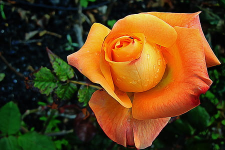 close up photography of orange rose flower thumbnail