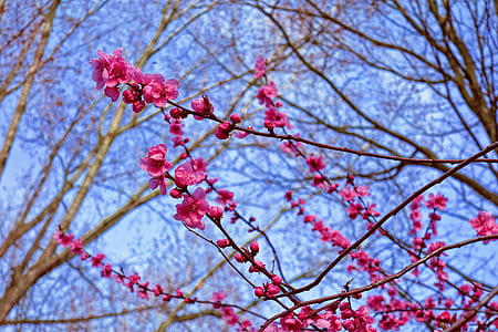 low angle photo of pink cherry blossoms at daytime thumbnail