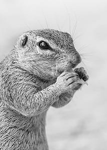 Grayscale Photo of Rodent thumbnail