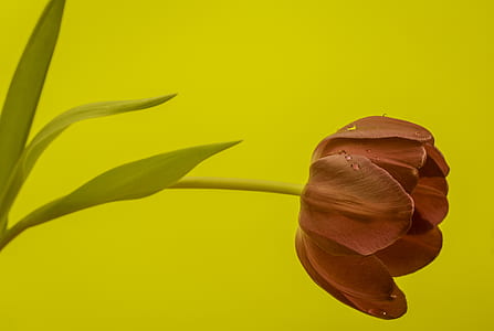 selective focus photo of red tulip flower thumbnail