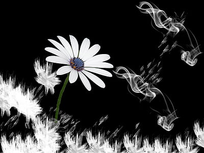 white osteospermum flower in closeup photo thumbnail