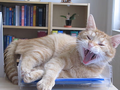 orange tabby cat lying on plastic file organizer thumbnail