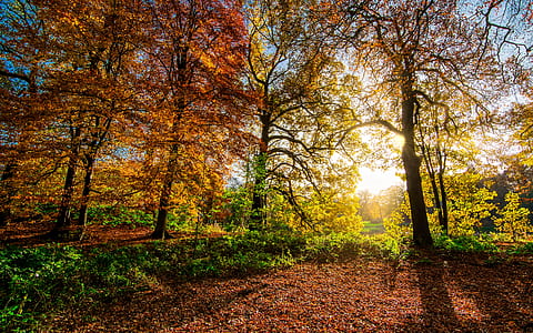 panoramic photography of trees with sunlight pass through thumbnail