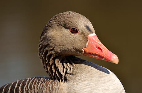 gray duck thumbnail