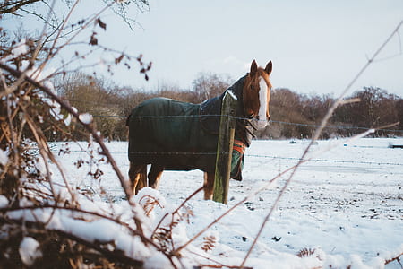 horse wearing green garments on snow field beside barbed fence thumbnail