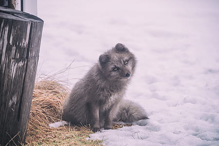 gray arctic fox sitting beside gray wood log thumbnail