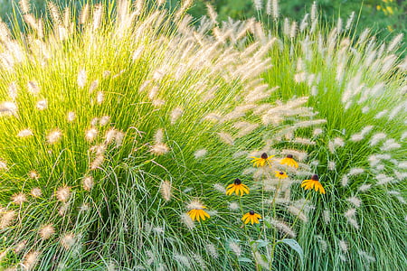 yellow daisies during daytime thumbnail