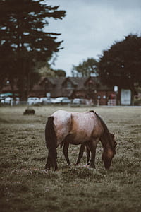 brown horse during daytime thumbnail